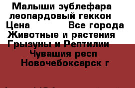 Малыши эублефара ( леопардовый геккон) › Цена ­ 1 500 - Все города Животные и растения » Грызуны и Рептилии   . Чувашия респ.,Новочебоксарск г.